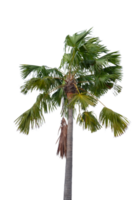 palm boom met groen bladeren en bladeren png