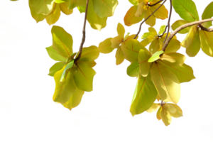 Jaune feuilles sur une arbre branche png