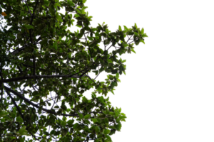 une arbre avec feuilles sur il, avec une transparent Contexte png