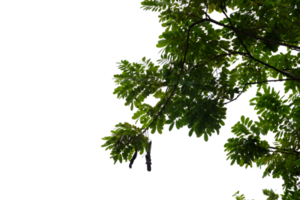 a tree with leaves on it, with no background png