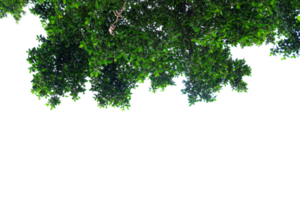 arbre Haut vue de vert feuilles sur une transparent Contexte png