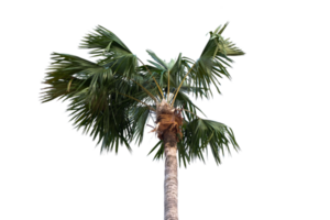 Palme Baum auf transparent Hintergrund png