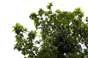 a tree with green leaves on top of it png