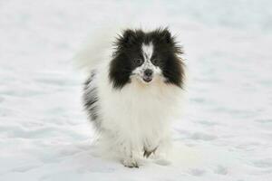 pomeranio perro de Pomerania perro en invierno al aire libre caminando lleno Talla retrato, linda blanco negro perro de Pomerania perrito foto