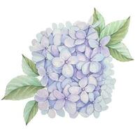 Purple hydrangea flowers, watercolor vector