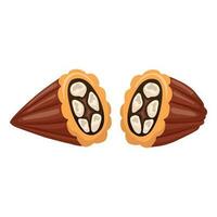 cocoa beans half. vector illustration on a white background.