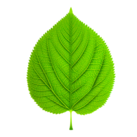 Leaf Texture Generative Ai png