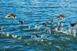 Ducks flock swimming and take off over city lake, copy space photo