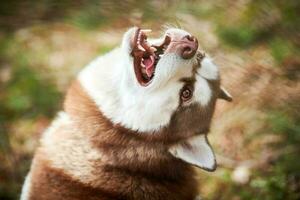 retrato de perro husky siberiano con ojos marrones y color rojo marrón, linda raza de perro de trineo foto