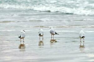 Seagulls walking on sandy beach near Baltic sea photo