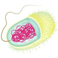 estructura de bacteriano celúla. vector