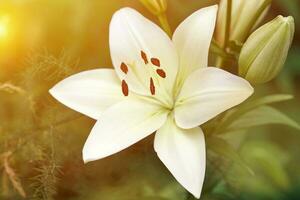 Lilium candidum flower photo