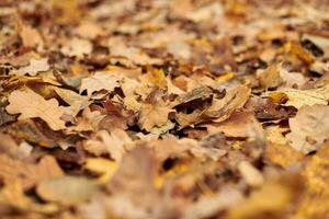 Autumn leaves in city park photo