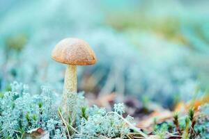 leccinum versipelle pequeño hongo en musgo liquen cladonia rangiferina. hermoso bolete de abedul naranja en el bosque de otoño. foto