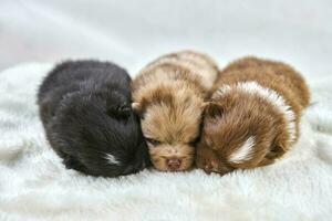 Tres pequeño chihuahua cachorros acostado en suave blanco tela, linda soñoliento marrón y negro perros raza foto