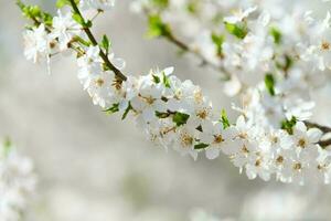 blanco ciruela florecer, hermosa blanco flores de prunus árbol en ciudad jardín, detallado macro foto