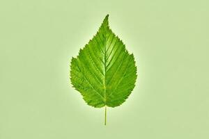 One green raspberry tree leaf on light green background, detailed macro photo of rubus berry leaf