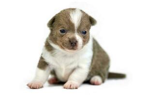 Chihuahua puppy on white isolated background photo