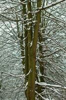 Deciduous tree with snow-covered branches in winter forest photo