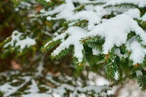 Coniferous tree branch covered with snow in winter photo