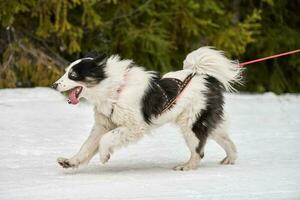 carreras deportivas de perros skijoring foto