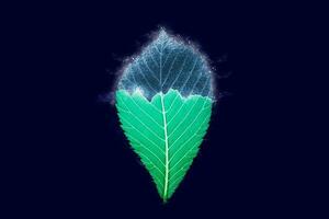 One freezing elm tree green leaf on dark blue background, blue ice covered effect on leaf photo