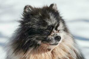 retrato de cierre de perro spitz pomeranian, lindo mármol negro con cachorro de spitz bronceado sentado en la nieve foto