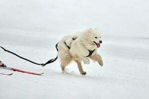 Skijoring dog sport racing photo