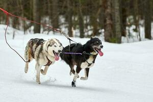 Running Husky dog on sled dog racing photo