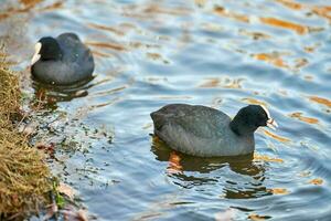 Coot floating on blue water. Close up of Fulica atra photo