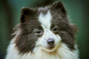 Pomeranian Spitz dog in garden, close up face portrait photo