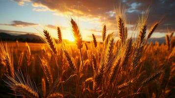 Field of wheat with the sun setting AI Generated photo