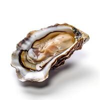 Fresh Oysters Isolated on White Background AI Generated photo