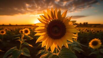 Sunflower Sunset Behind AI Generated photo