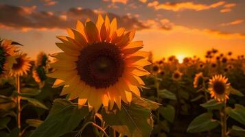 Sunflower Sunset Behind AI Generated photo