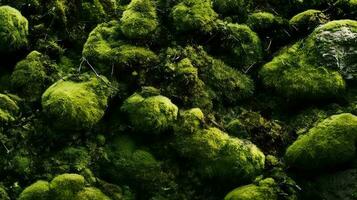 Moss Background AI Generated photo