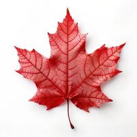 Red Maple Leaf on White Backgroud AI Generated photo