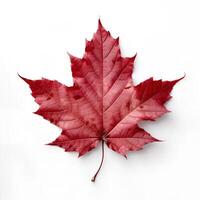 Red Maple Leaf on White Backgroud AI Generated photo