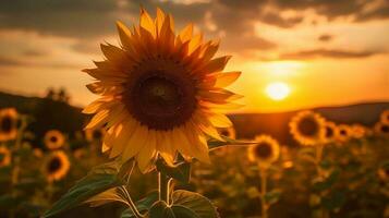 Sunflower Sunset Behind AI Generated photo