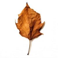 Dying Leaf Isolated on White Background photo