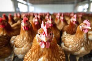 Chicken Farm with many healthy chicken and fresh eggs, photo