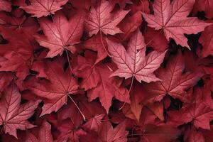 Wine red autumn leaves texture, fall nature background, photo