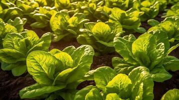 Lettuce growing in the Garden AI Generated photo