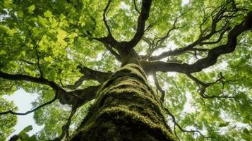 mirando arriba ver de un árbol ai generado foto