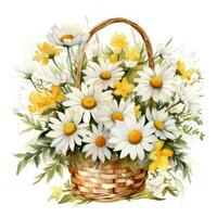 Watercolor chamomile flowers bouquet isolated photo