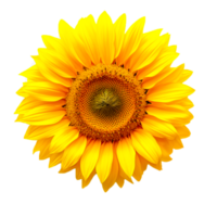 Cartoon Sun flower Generative Ai png