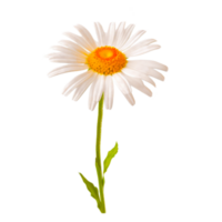 Flowers Clipart Generative Ai png