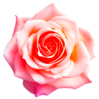 Rosa Blumen generativ ai png