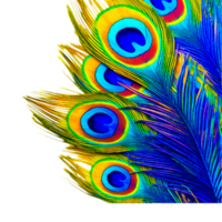 Blue Peacock Feather Generative Ai png