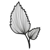 Line Art Leaf png